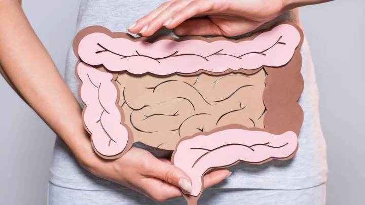 Digestive system made out of construction paper